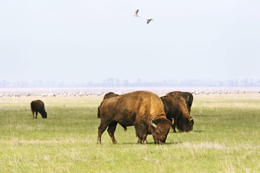 Group of wild buffalos. Askania-Nova. Ukraine