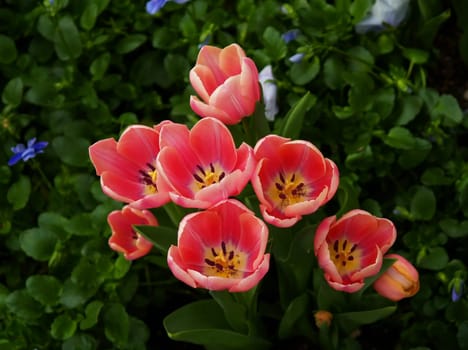 Beautiful flowers displayed in a famous botanical garden