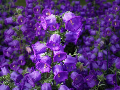 Beautiful flowers displayed in a famous botanical garden
