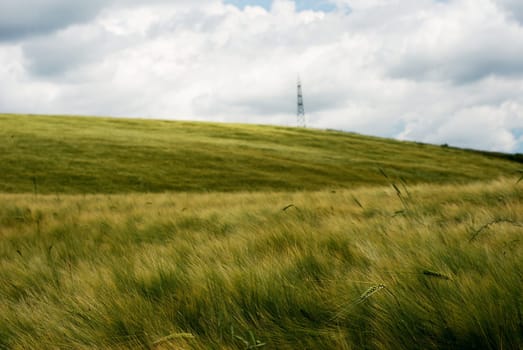 Wind over golden wheat field under threatening stormy sky
