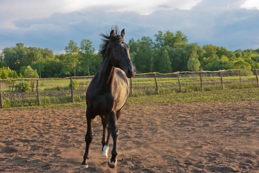 animal series: black horse run on the farm