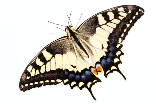 Beautiful yellow Swallowtail butterfly (Papilio machaon)