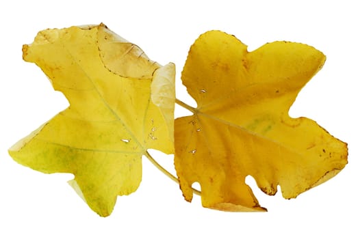 Pair of yellow autumn fig leaves over white background