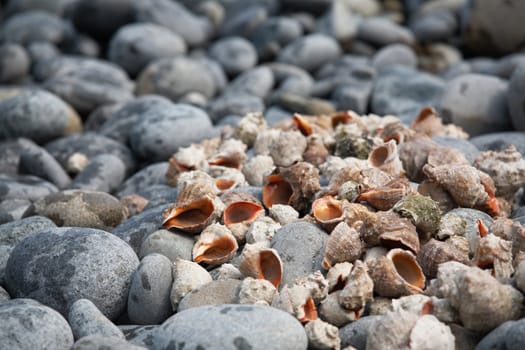 The shell (shells) of Rapana venosa on the coast of Black Sea
