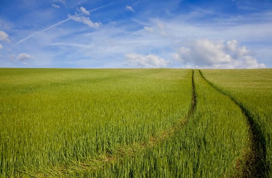 A path leads through a green field full of barley and over the horizon into a blue sky