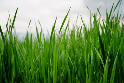 Green grass stems under dark cloudy sky