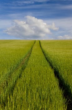 A path leads through a green field full of barley and over the horizon into a blue sky