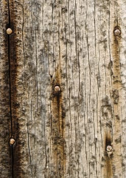 great background texture of old grungy wood