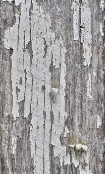 great background texture of old grungy wood