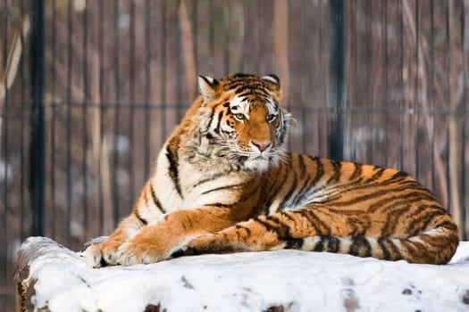 Siberian Tiger in a Zoo. Staring at visitors