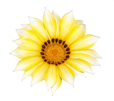 Yellow Gazania  on a Natural Background