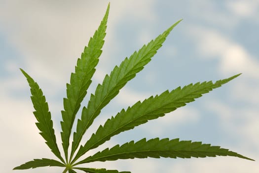 Sheet of a hemp on a background of the blue sky with clouds.