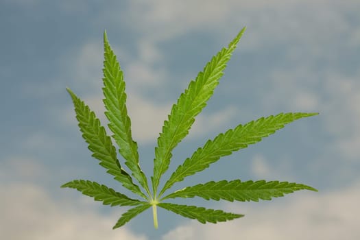 Sheet of a hemp on a background of the blue sky with clouds.