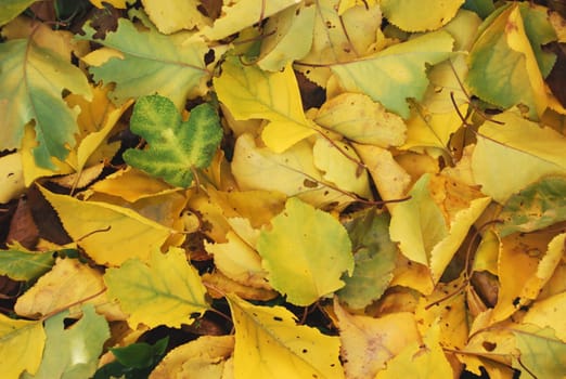 Background of yellow autumn leaves