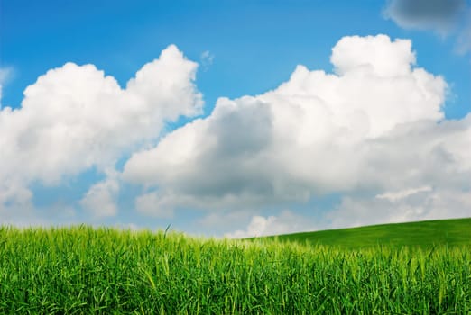 Green wheat fields with blue sky