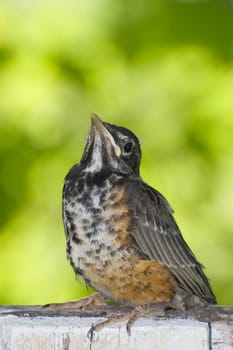 A juvenile robin sitting on a fence outside