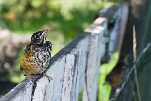 A juvenile robin sitting on a fence outside