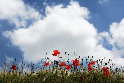 Red poppyies in a line under cloudy sky