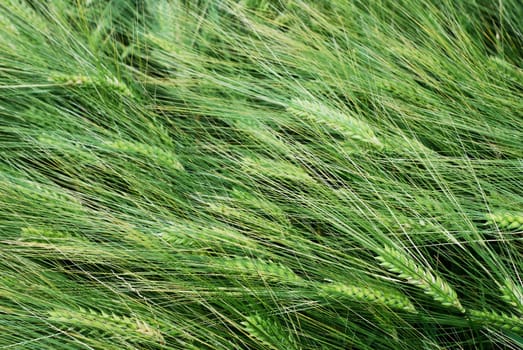 Green wheat texture