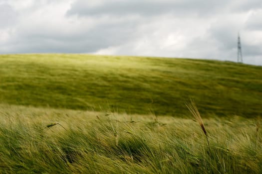 Wind over golden wheat field under threatening stormy sky