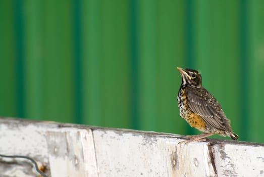 A juvenile robin sitting on a fence outside