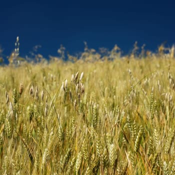 Golden colored wheat and grass in a field