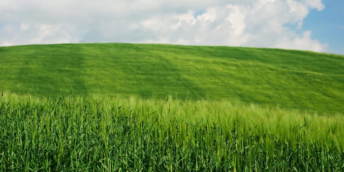 Fresh green wheat fields and blue sky