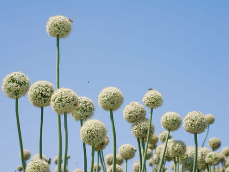 Group of spherical onion flowers and blue sky
