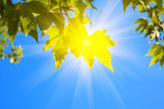 green leaves and sun  on sky background