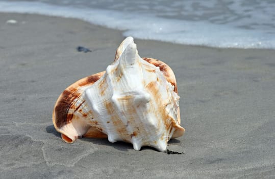 A beautiful giant seashell at a beach