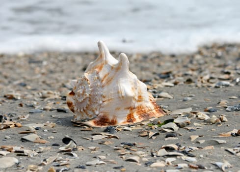 A beautiful giant sea shell at a beach