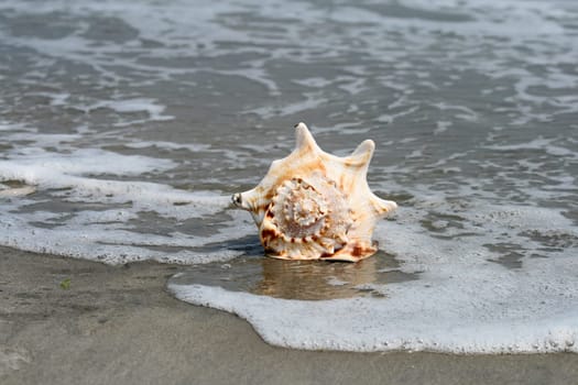 A beautiful giant sea shell at a beach