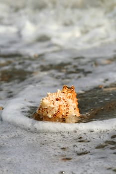 A beautiful giant sea shell at a beach