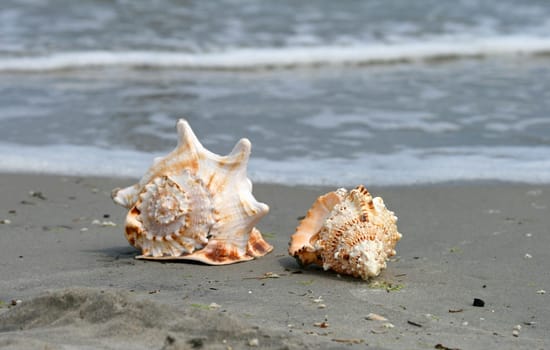 beautiful giant sea shells at a beach