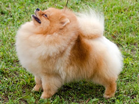 a pomeranian spitz is standing on the grass