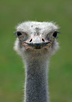 A head close-up of a crane