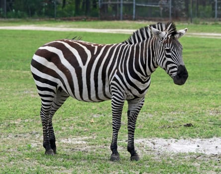 Zebra in a man made safari in the United States