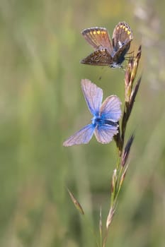 A photography of a beautiful butterfly in nature