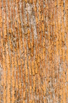 great background texture of old grungy wood