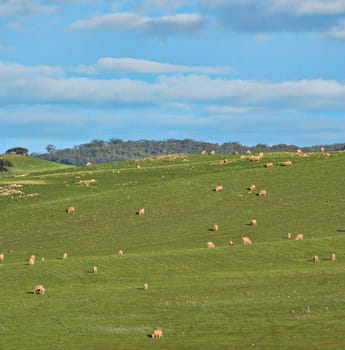great image of sheep in the field