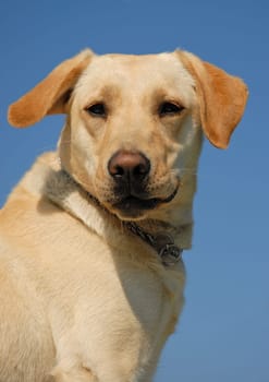 portrait of a young female purebred labrador retriever