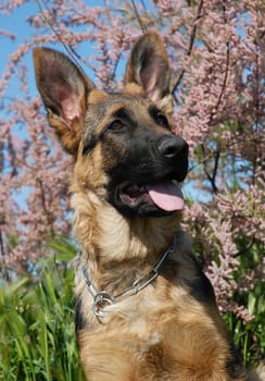portrait of a beautiful puppy german shepherd
