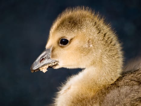 A cute baby canadian goose (Branta canadensis) eating.