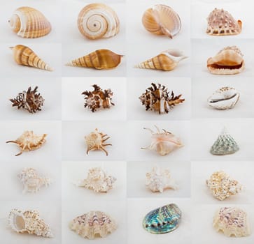 great image of twenty four seashells on white or grey