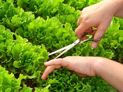 woman hands cropping green lettuce leaves closeup
