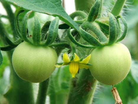 green tomatoes growing on the branches