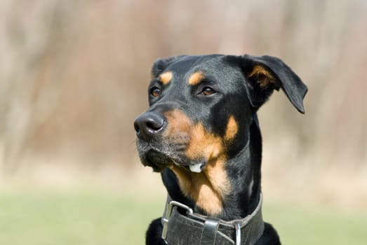 a portrait of a black doberman looking advertant on something distant