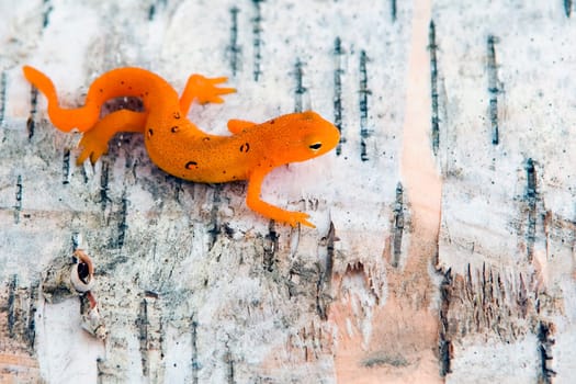A Northern Spotted Newt in the Red Eft stage of development.