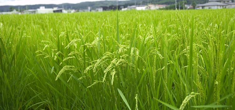 Green rice field in japan