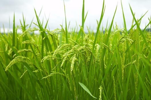 Green rice field in japan